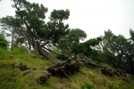 На Фарерских островах очень сильные ветры. Иногда посадки деревьев не