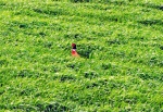 В Дании прямо у дороги запросто можно встретить фазана.