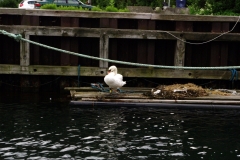 Этот лебедь живет на одном из каналов в самом центре Копенгагена.